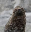 Antarctic Fur Seal in snowstorm